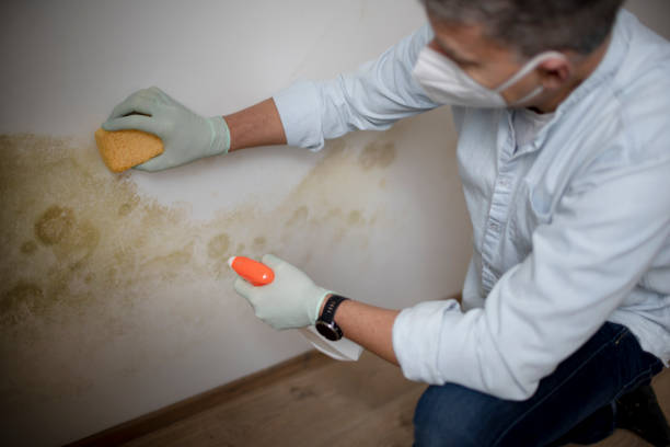 Best Commercial Mold Remediation in Gilbertsville, PA
